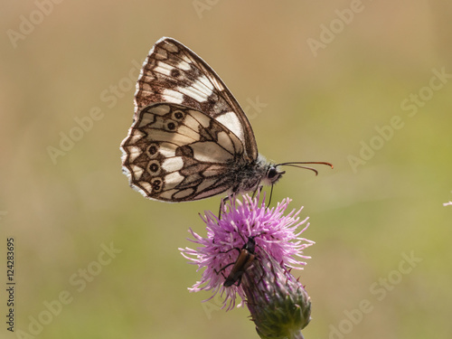 Schmetterling auf einer Blüte