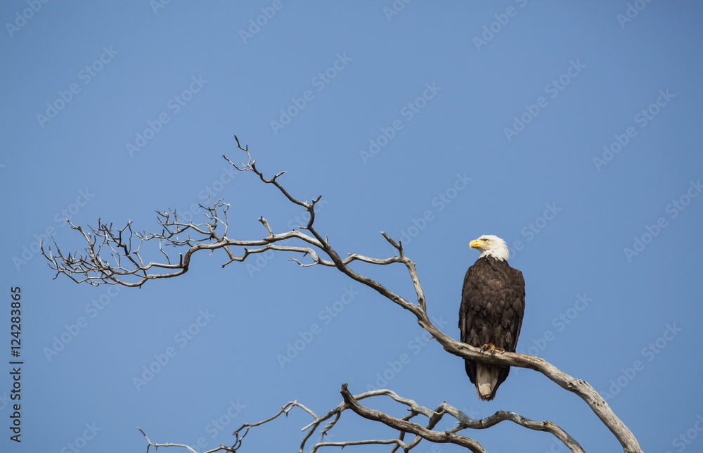 Bald eagle perching on branch against blue sky, Canada Bald eagle perching on branch against blue sky, Canada