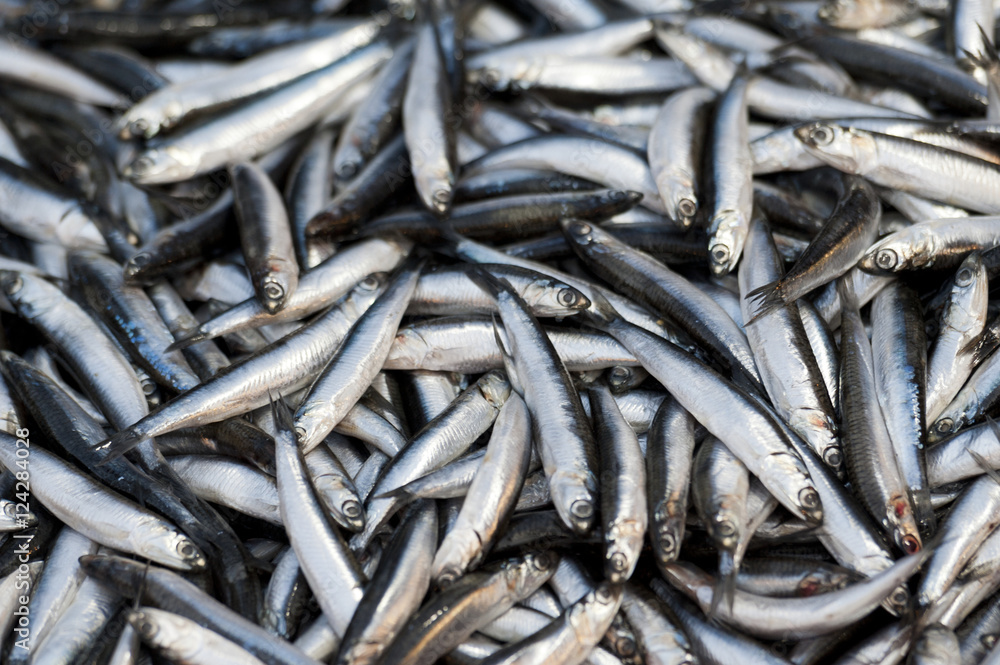 Small fish in a pile;Istanbul turkey Small fish in a pile;Istanbul turkey