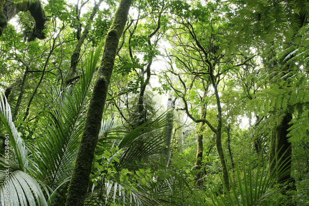 Fototapeta premium Trees in green tropical jungle forest