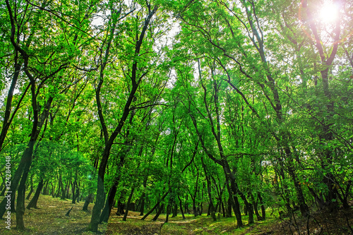 Fototapeta Naklejka Na Ścianę i Meble -  green grove in autumn, nature background
