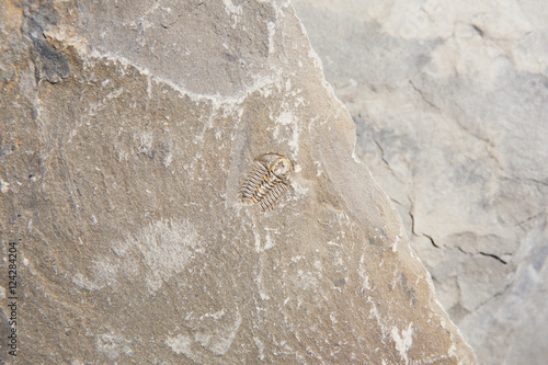 Close up of a trilobite fossil in a rock;Field british columbia canada