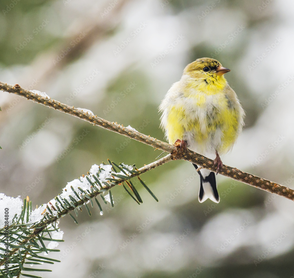 American goldfinch perching on branch, Ontario, Canada American goldfinch perching on branch, Ontario, Canada
