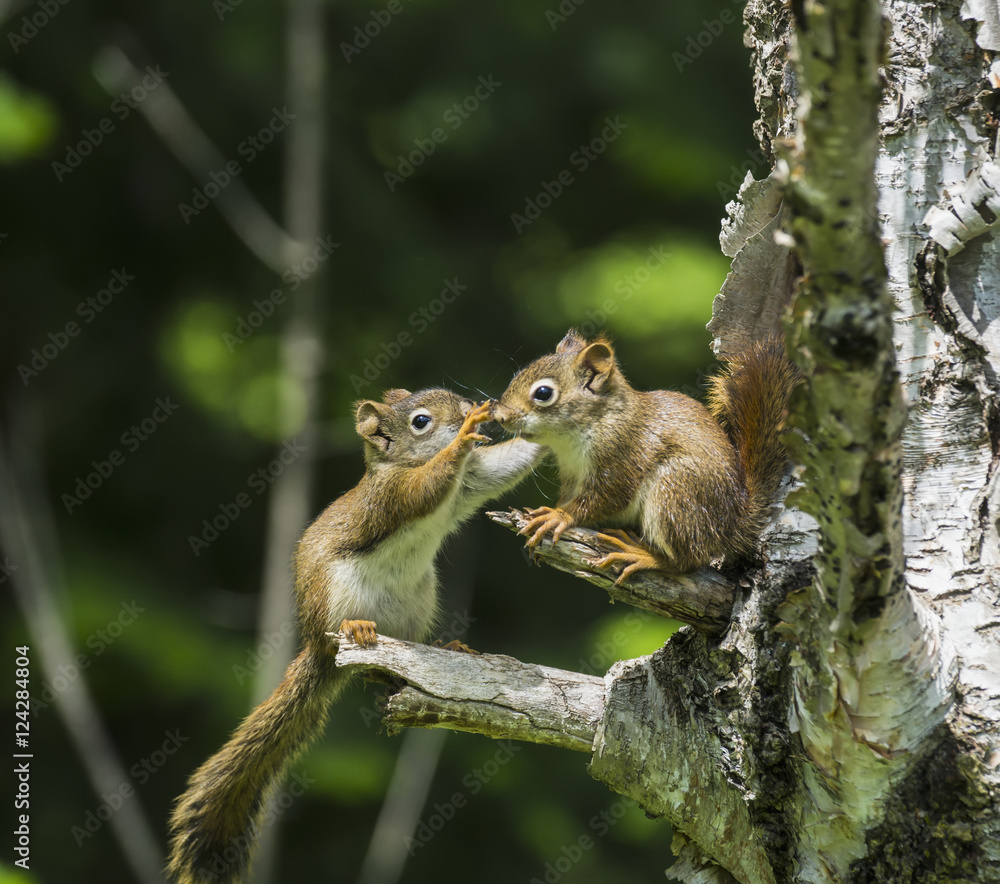 Two baby red squirrels (Sciurus Vulgaris) playing in a tree; Ontario, Canada Two baby red squirrels (Sciurus Vulgaris) playing in a tree; Ontario, Canada