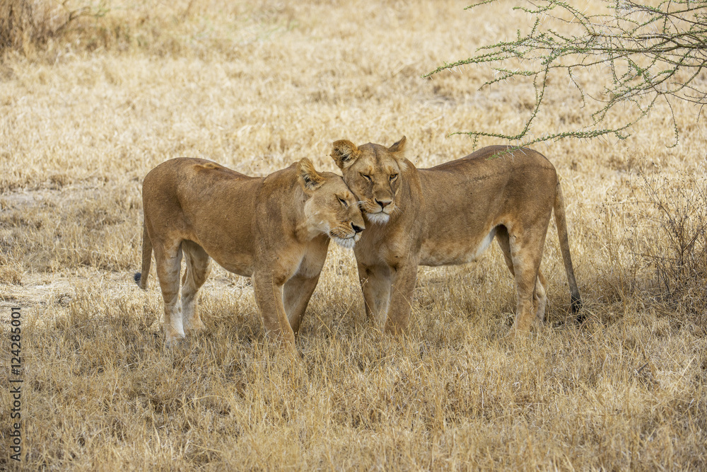 Lionesses in the shade of a tree; Tanzania Lionesses in the shade of a tree; Tanzania
