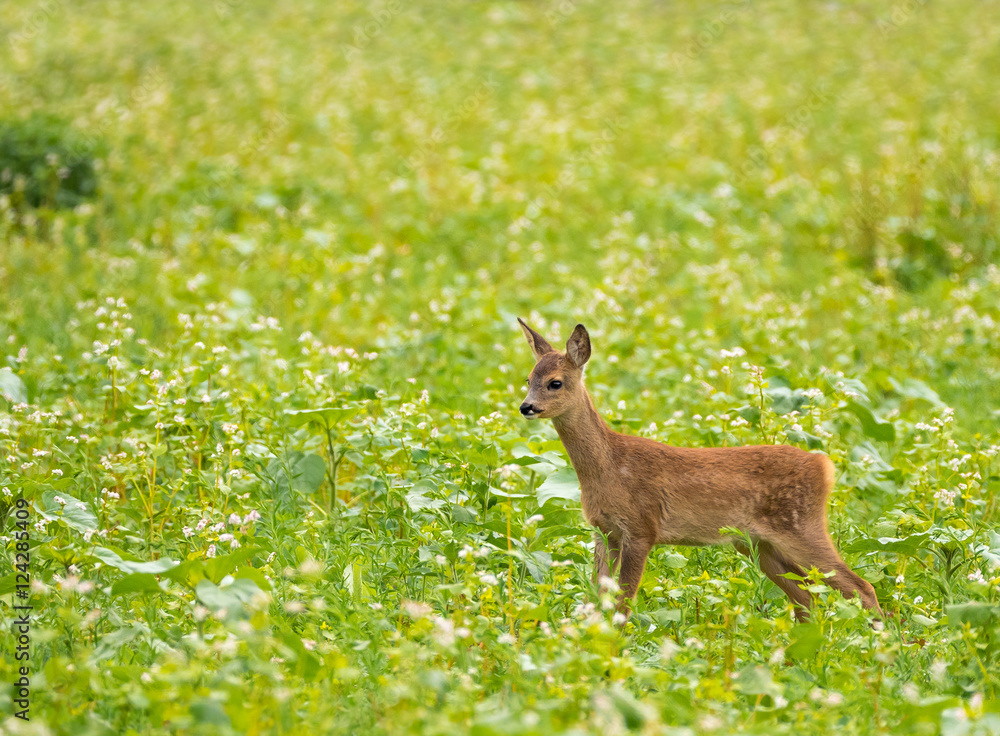 Obraz premium Young Deer