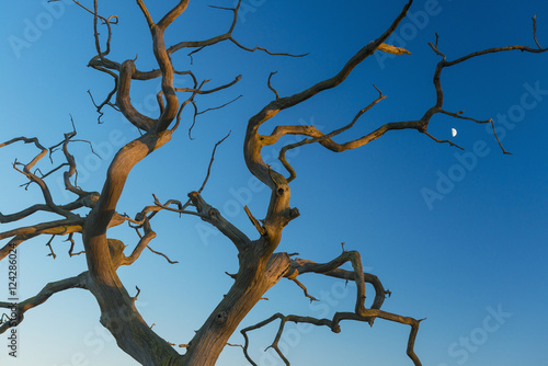 Old dead tree with moon behind