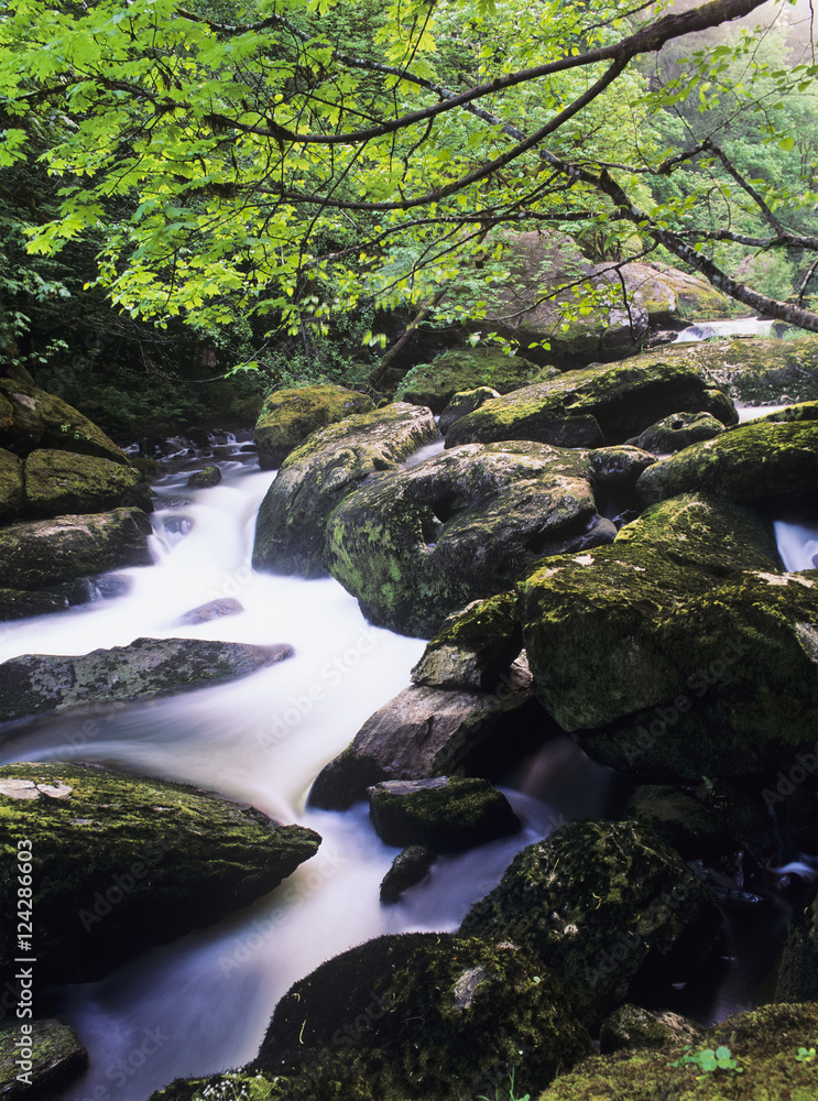 Mill Creek flows through Elliott State Forest; Reedsport, Oregon, United States of America Mill Creek flows through Elliott State Forest; Reedsport, Oregon, United States of America