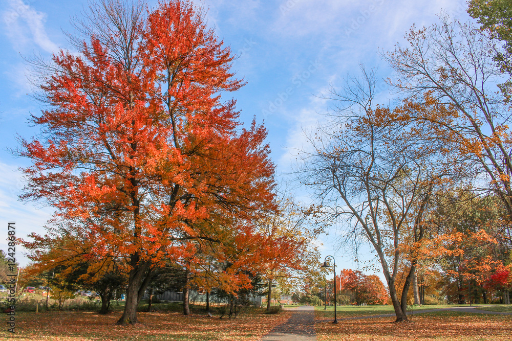 Autumn trees against blue sky