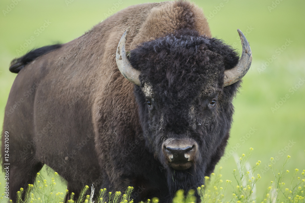 Bison, Grasslands National Park; Saskatchewan, Canada Bison, Grasslands National Park; Saskatchewan, Canada