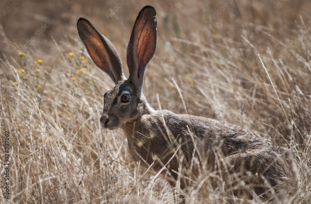 A Black-Tailed Jackrabbit (Lepus Californicus) Lurks In The Grass; Willows, California, United States Of America A Black-Tailed Jackrabbit (Lepus Californicus) Lurks In The Grass; Willows, California, United States Of America