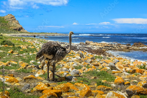 Ostrich, Struthio camelus, in the beautiful coast at the Cape of Good Hope, South Africa. A Wild Ostrich within the Table Mountain National Park, Cape Peninsula.