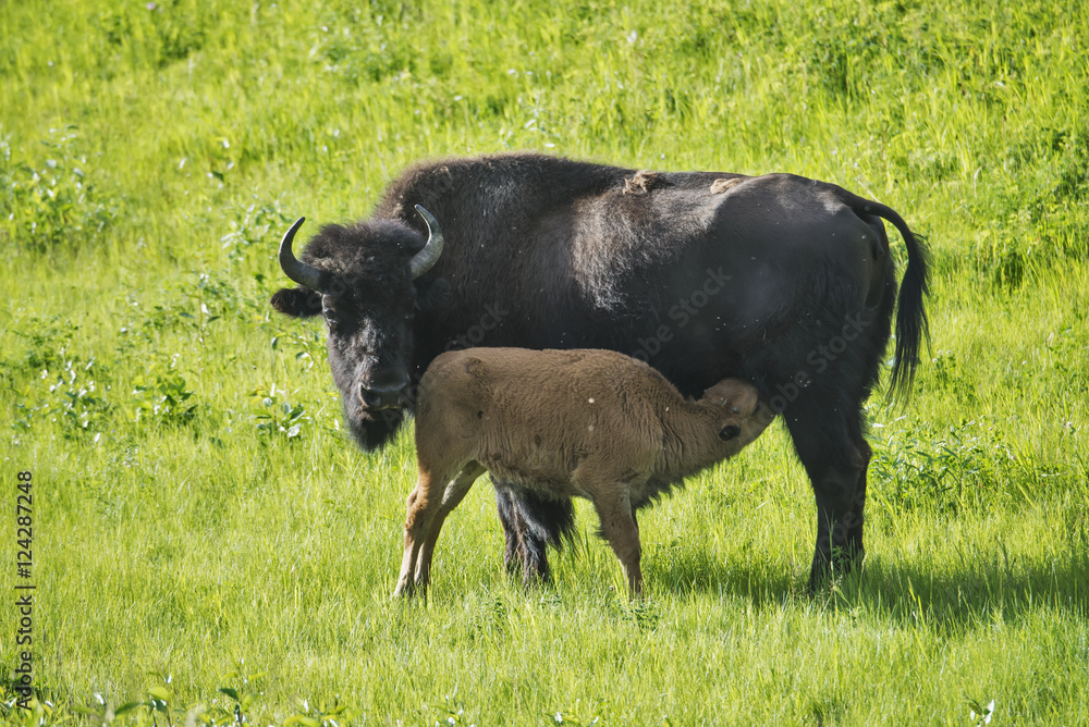 Wood Bison (Bison Bison Athabascae) Near Liard Hot Springs; British Columbia, Canada Wood Bison (Bison Bison Athabascae) Near Liard Hot Springs; British Columbia, Canada