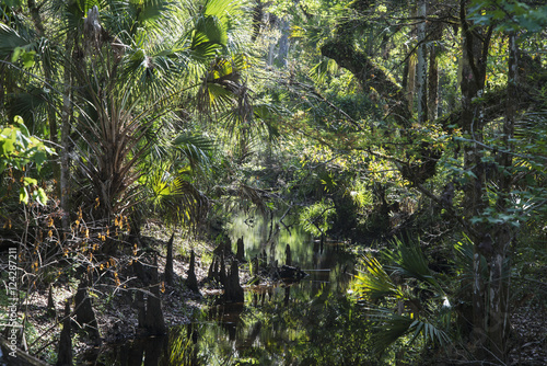 Tosohatchee Wildlife Management Area; Florida, United States Of America photo