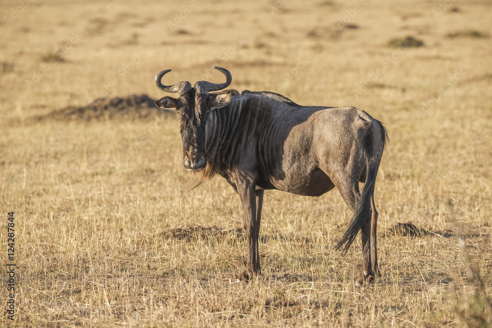 A single wildebeest (Connochaetes taurinus) on the African savannah taking part in the migration across the Mara river stops and stares straight at the camera; Narok, Kenya A single wildebeest (Connochaetes taurinus) on the African savannah taking part in the migration across the Mara river stops and stares straight at the camera; Narok, Kenya