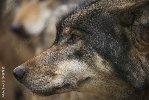 Portrait of wolf, Brest, Belarus photo