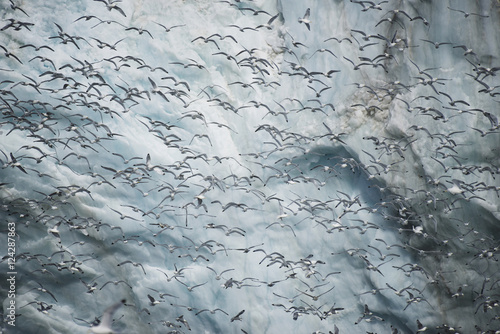 Flock of kittiwakes, Spitsbergen, Svalbard, Norway