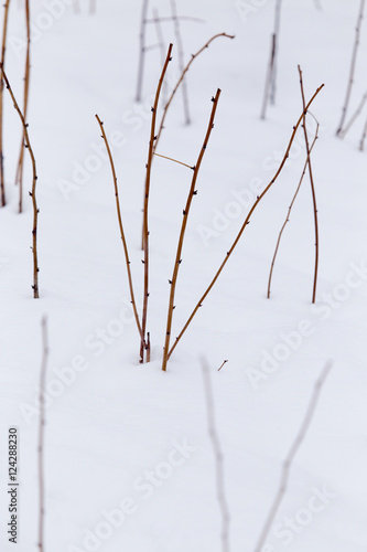 bare branches in the snow outdoors in winter © schankz