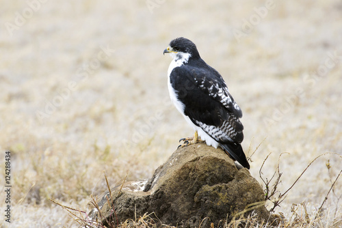 Augur Buzzard (Buteo augur) perched on rock, Ngorongoro Crater; Tanzania