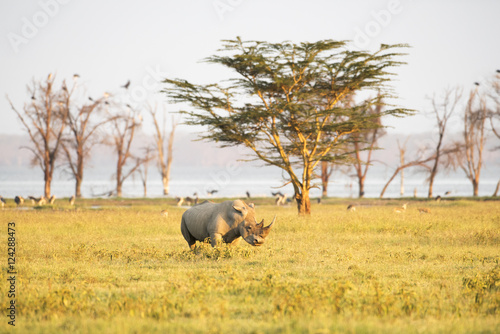 White Rhinoceros (Ceratotherium simum) grazes in open savannah, Lake Nakuru National Park; Kenya photo