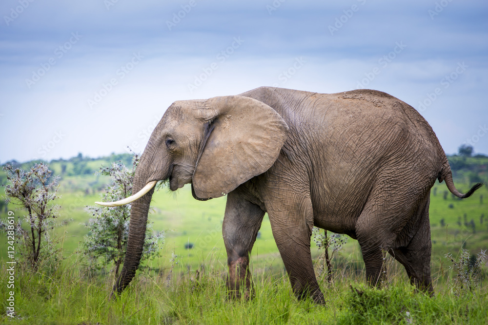 Elephant, Murchison Falls National Park; Uganda Elephant, Murchison Falls National Park; Uganda