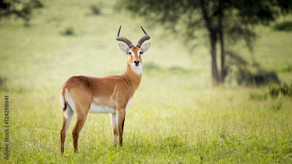 Antelope, Murchison Falls National Park; Uganda Antelope, Murchison Falls National Park; Uganda