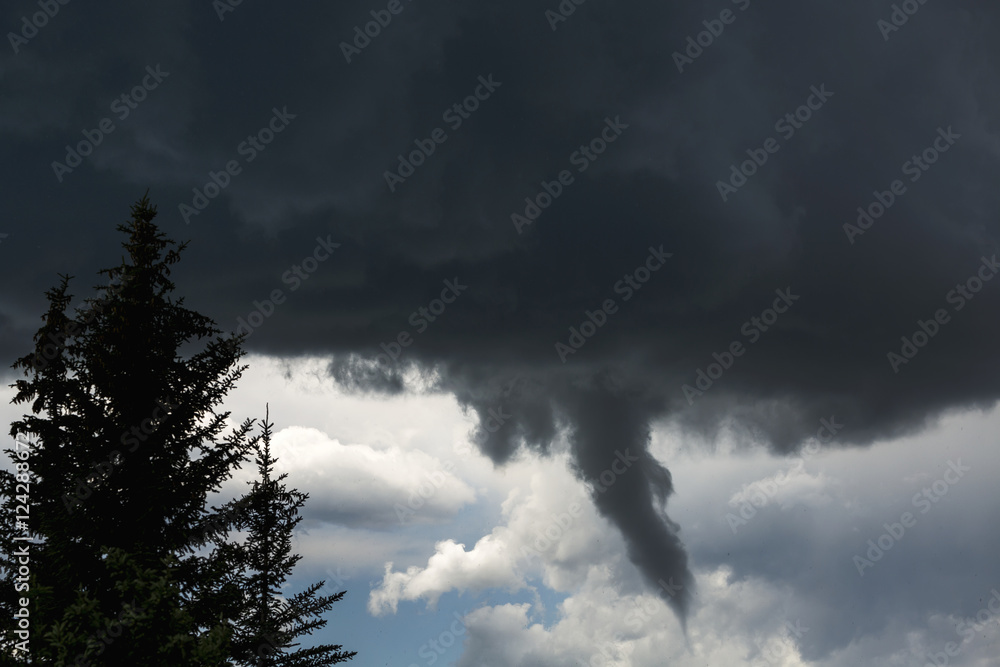 Dramatic funnel cloud created in dark storm clouds with silhouetted evergreen trees; Calgary, Alberta, Canada Dramatic funnel cloud created in dark storm clouds with silhouetted evergreen trees; Calgary, Alberta, Canada