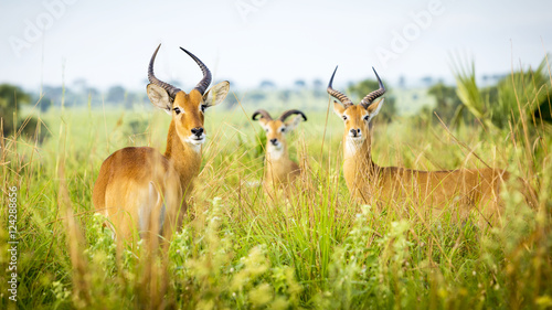 Antelopes at Murchison Falls National Park, Uganda