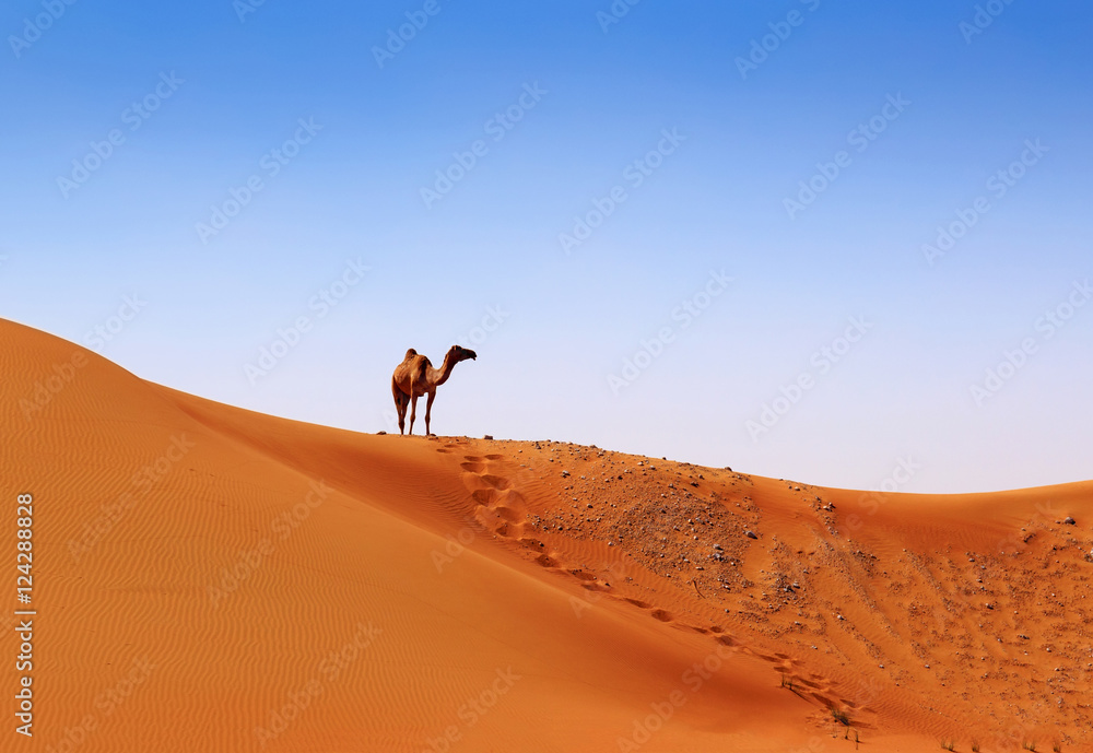 camel on the crest of a sand dune on the horizon camel on the crest of a sand dune on the horizon