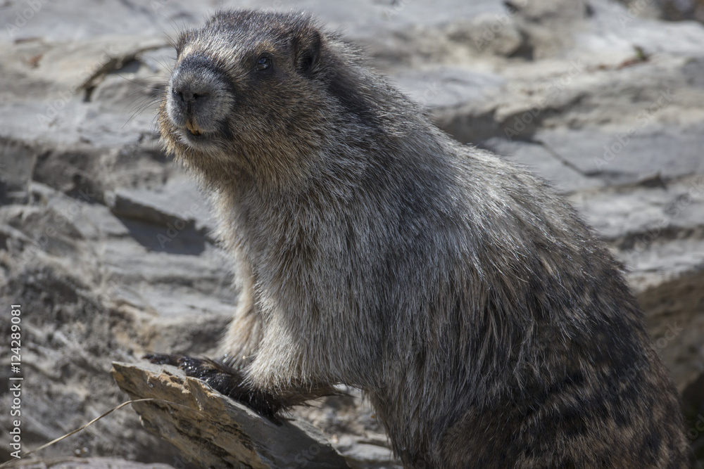 Hoary marmot (Marmota caligata), Yoho National Park; British Columbia, Canada Hoary marmot (Marmota caligata), Yoho National Park; British Columbia, Canada