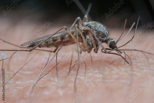 Εκτύπωση καμβά A feeding mosquito