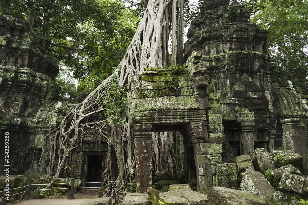 Ta Prohm, impressive temple in Angkor area built in the 12th Century; Siem Reap, Cambodia Ta Prohm, impressive temple in Angkor area built in the 12th Century; Siem Reap, Cambodia