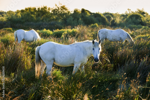 White horses grazing in the tall grass, Regional Nature Park of the Camargue; Camargue, Provence-Alpes-Cote D'Azur, Bouches-Du-Rhone, France photo