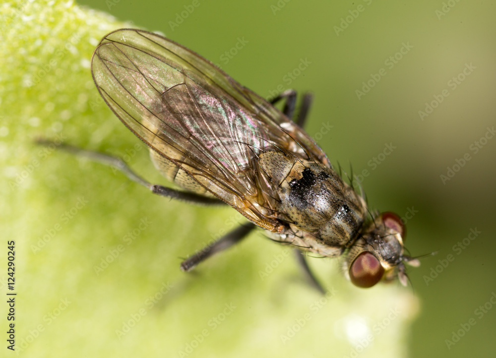 fly in nature. macro fly in nature. macro