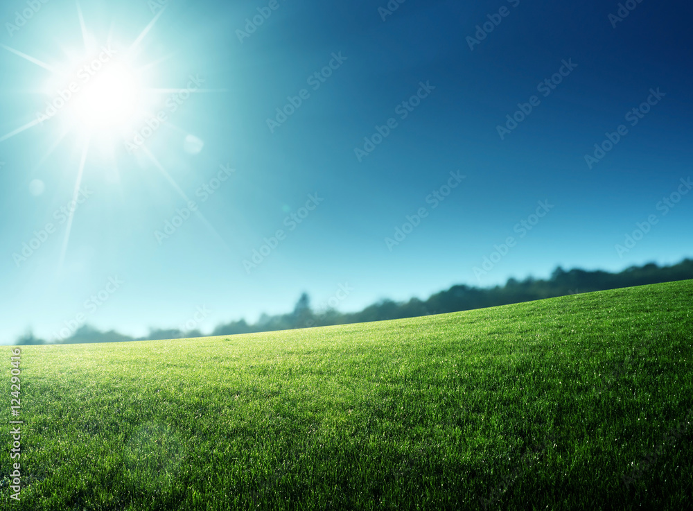 sunny morning and field of grass