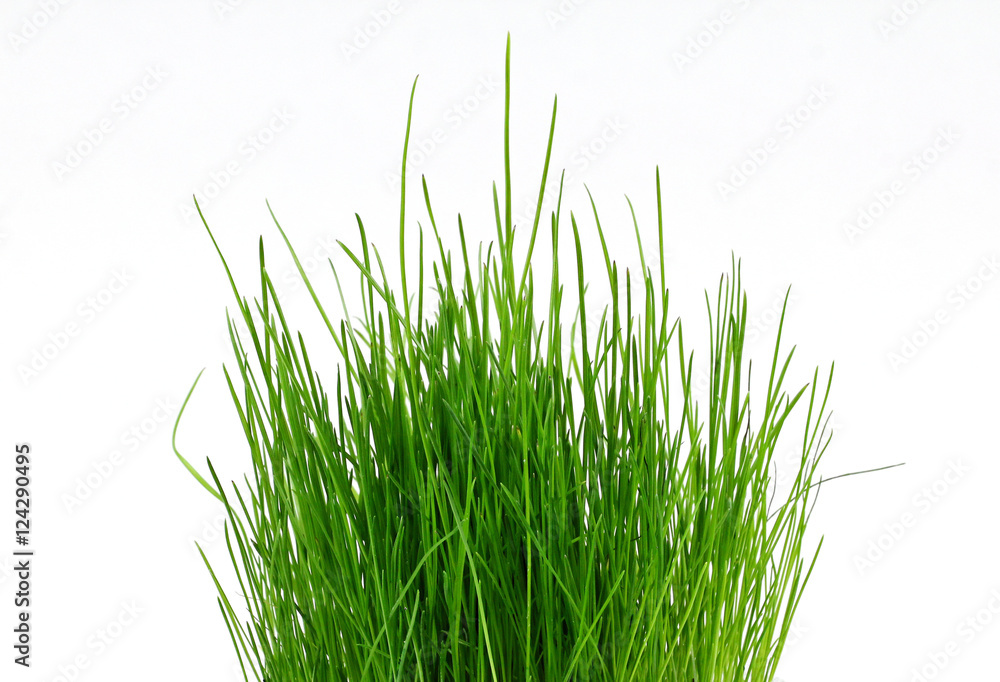 A pot with green grass. A pot with green grass.