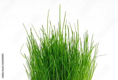 A pot with green grass.