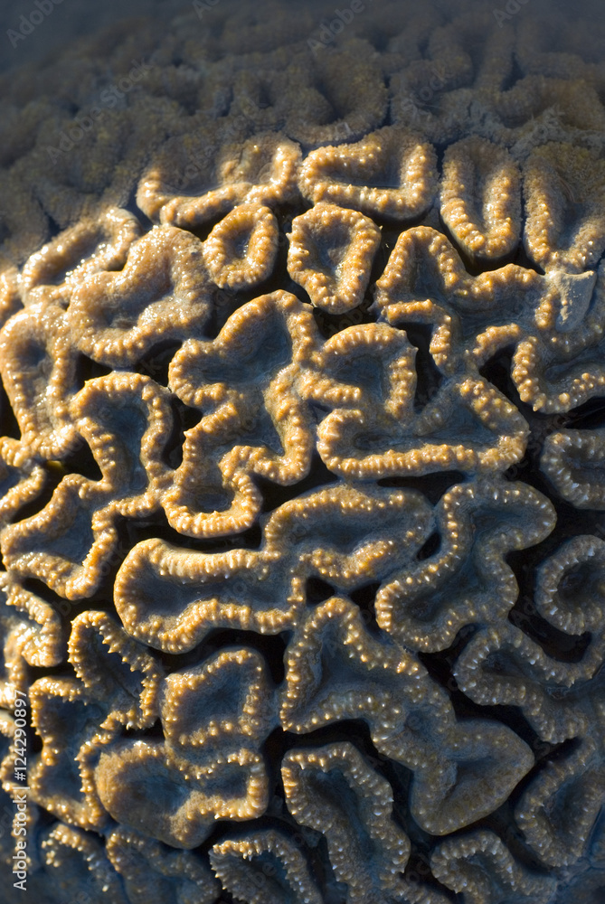 Obraz premium Goniastrea, brain coral surface