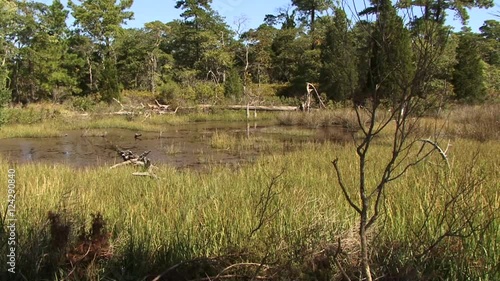 Wetlands of Virginia Beach