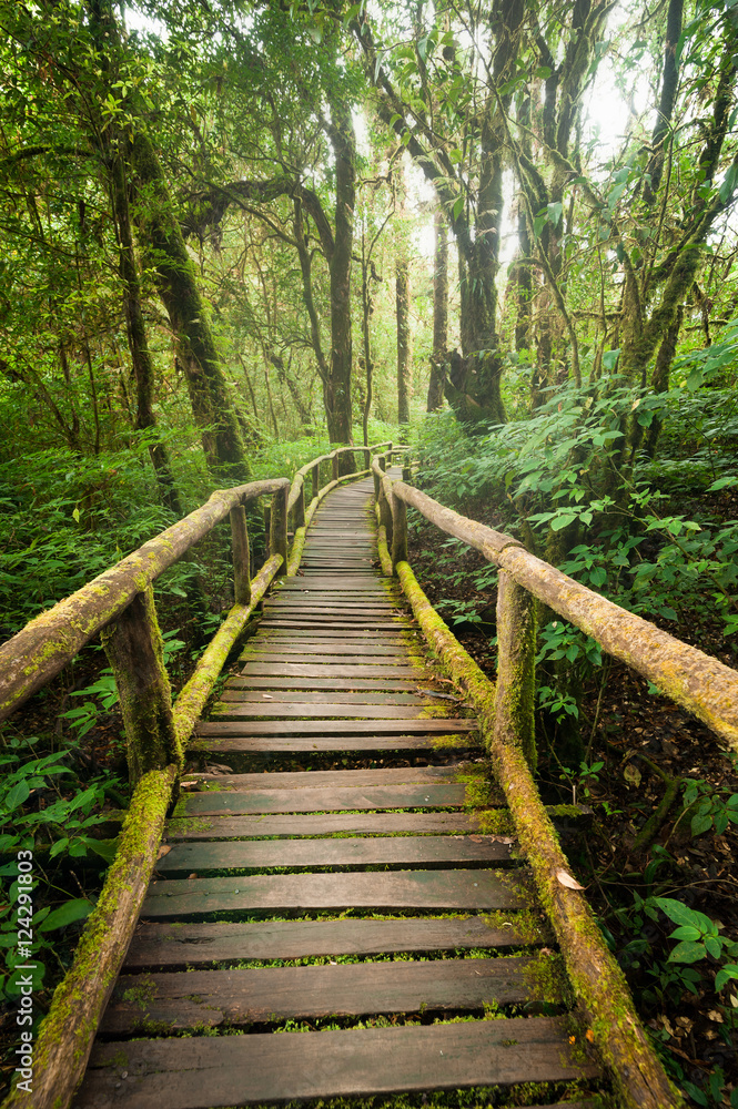 Jungle landscape. Wooden bridge at misty tropical rain forest. Travel background at Doi Inthanon Park, Thailand Jungle landscape. Wooden bridge at misty tropical rain forest. Travel background at Doi Inthanon Park, Thailand