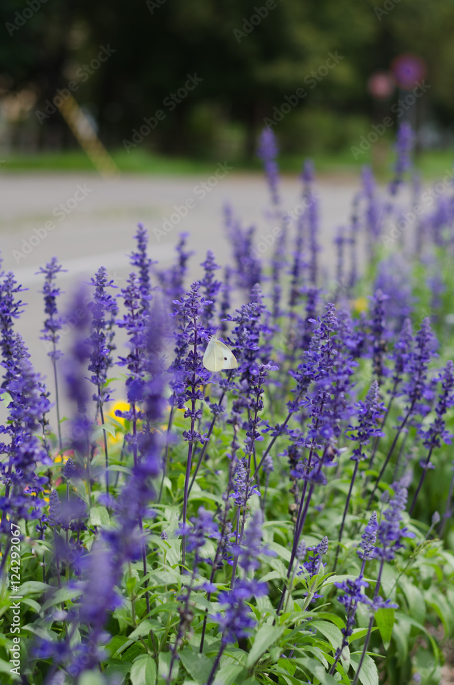 Naklejka premium ラベンダーと蝶