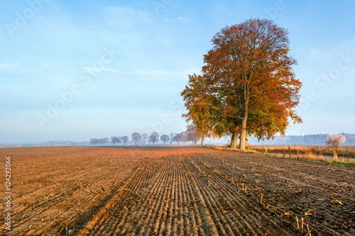 Rural autumn landscape with alone tree in the morning.