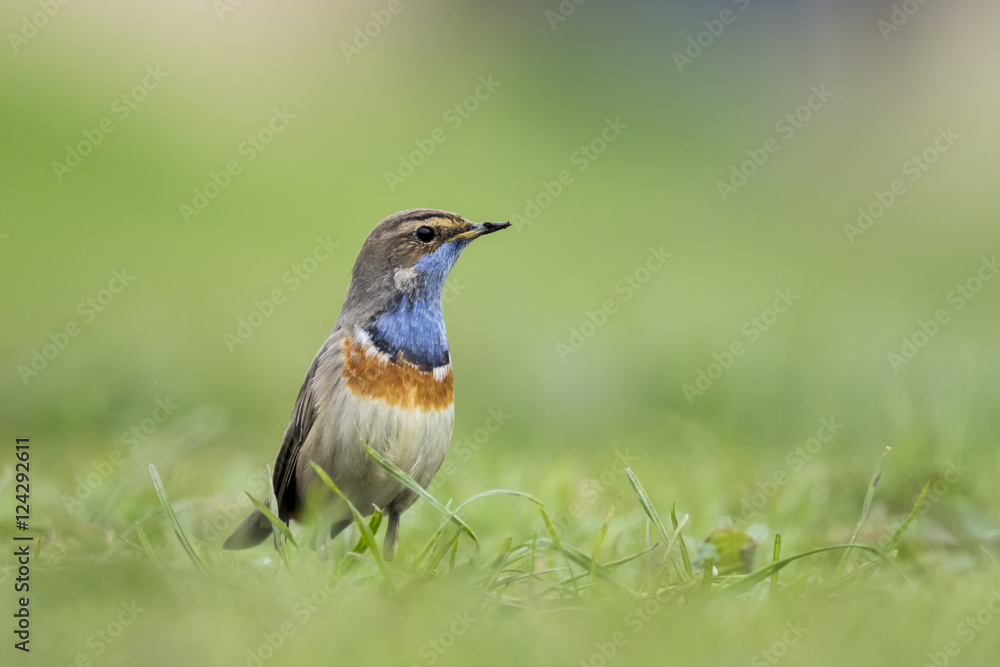 Bluethroat foraging in grass Bluethroat foraging in grass