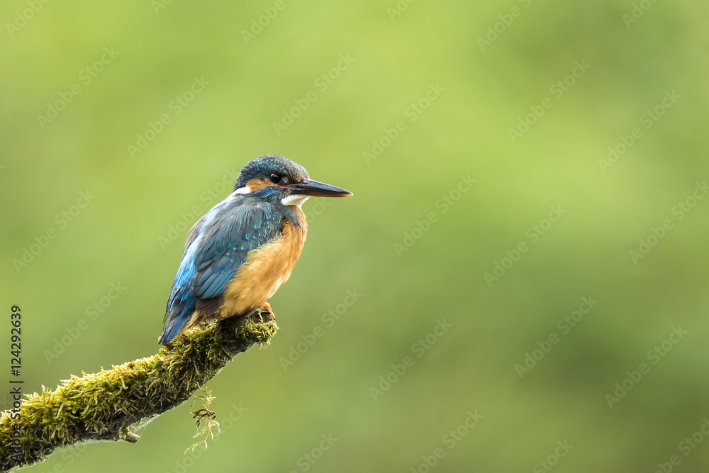 Kingfisher (atthis alcedo)closeup