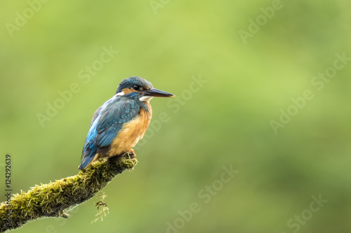 Kingfisher (atthis alcedo)closeup