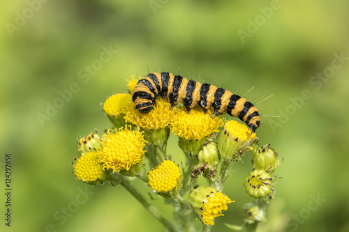 Yellow and black striped Cinnabar caterpillars feeding © Sander Meertins