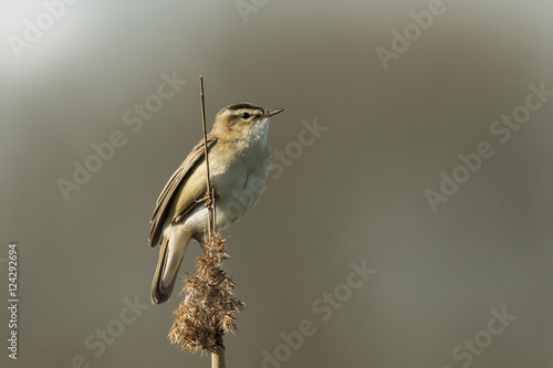 Sedge Warbler, Acrocephalus schoenobaenus, singing photo