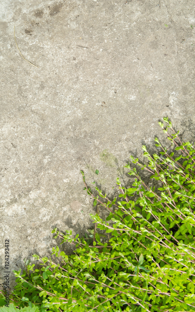 Green ivy leaves on cement diagonal background. Green ivy leaves on cement diagonal background.