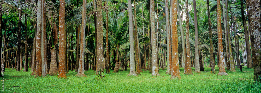Fototapeta premium Au pied des palmiers