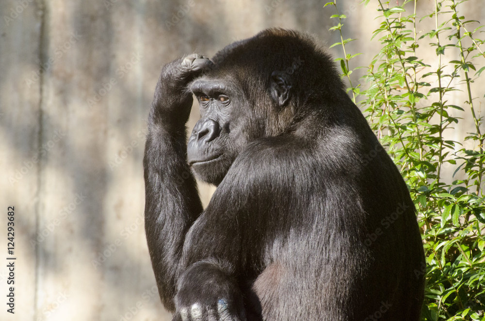 Female Western Lowland Gorilla with hand on her forehead. Female Western Lowland Gorilla with hand on her forehead.